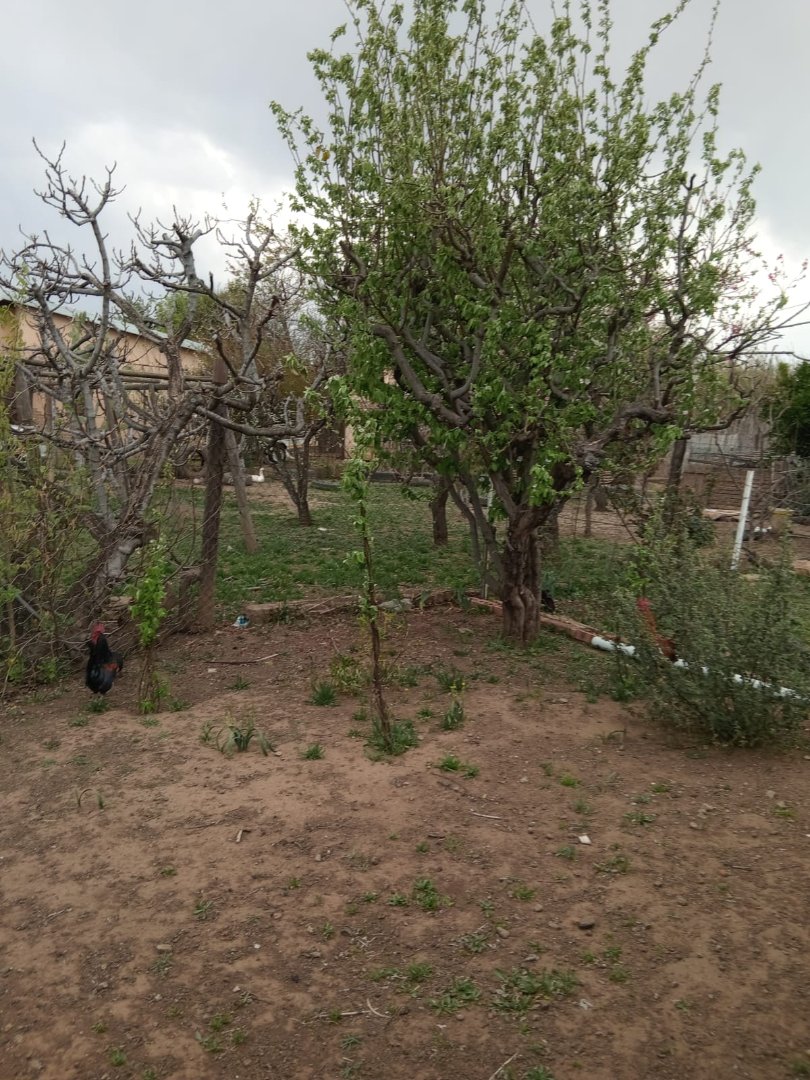 2 Bedroom Property for Sale in Dewetsdorp Free State